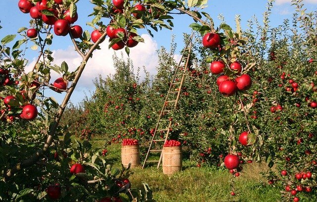 L'usage de produits du terroir permet de réduire l'emprunte carbone d'un restaurant